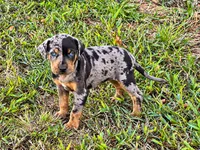 Shiloh-HOLD, a female Catahoula Leopard Dog for sale in Muldrow, OK – 6 of 6