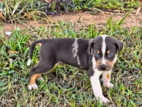 Axel , a male Catahoula Leopard Dog for sale in Muldrow, OK – 2 of 6