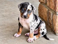 Maverick, a male Catahoula Leopard Dog for sale in Muldrow, OK – 2 of 6