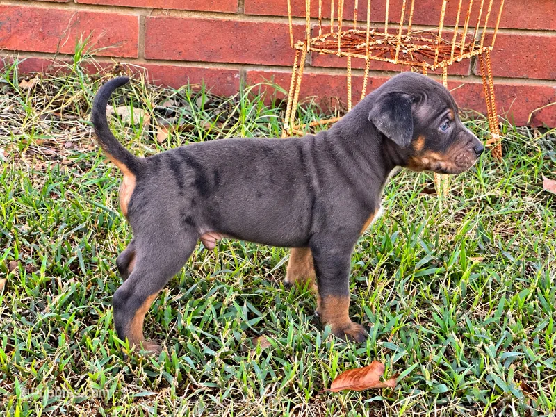 Breeze – Catahoula Leopard Dog puppy for sale in Muldrow, OK
