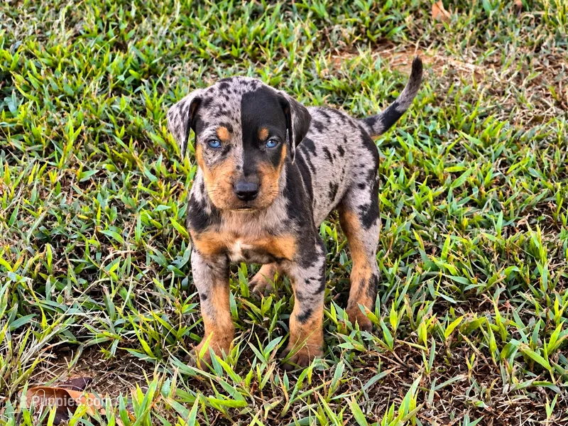 Shiloh  – Catahoula Leopard Dog puppy for sale in Muldrow, OK
