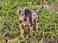 Shiloh-HOLD, a female Catahoula Leopard Dog for sale in Muldrow, OK – 1 of 6