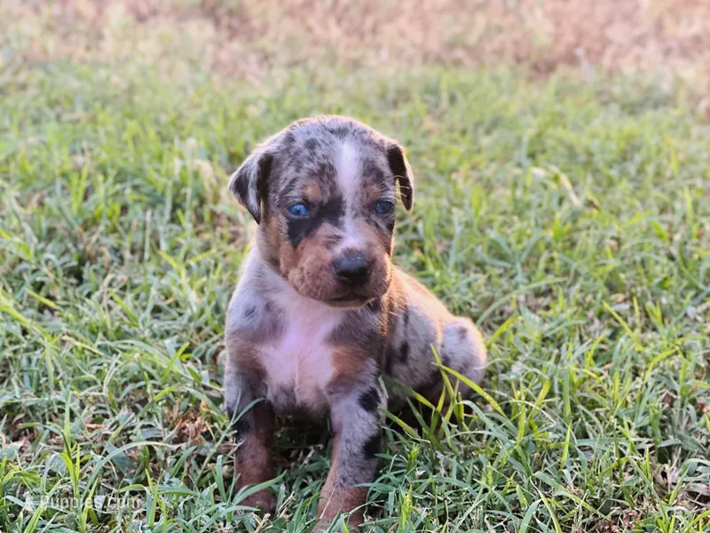 Boss – Catahoula Leopard Dog puppy for sale in Muldrow, OK