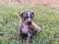 Boss, a male Catahoula Leopard Dog for sale in Muldrow, OK – 1 of 8