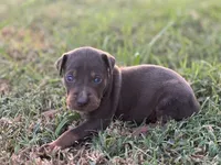 Breeze, a male Catahoula Leopard Dog for sale in Muldrow, OK – 7 of 7