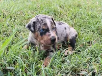 Boss, a male Catahoula Leopard Dog for sale in Muldrow, OK – 8 of 8