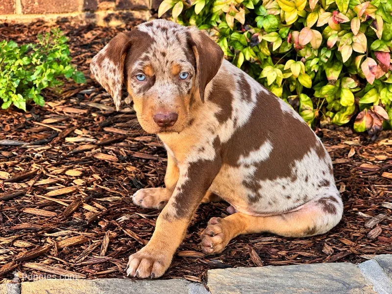 Comanche  – Catahoula Leopard Dog puppy for sale in Muldrow, OK
