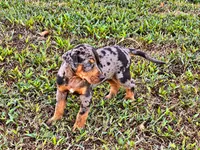 Shiloh-HOLD, a female Catahoula Leopard Dog for sale in Muldrow, OK – 2 of 6