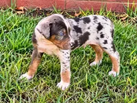 Maverick, a male Catahoula Leopard Dog for sale in Muldrow, OK – 5 of 6