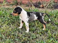 Axel , a male Catahoula Leopard Dog for sale in Muldrow, OK – 5 of 6