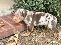 Comanche , a male Catahoula Leopard Dog for sale in Muldrow, OK – 4 of 9