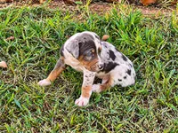 Maverick, a male Catahoula Leopard Dog for sale in Muldrow, OK – 6 of 6