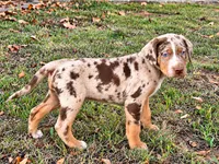 Apache, a male Catahoula Leopard Dog for sale in Muldrow, OK – 5 of 7
