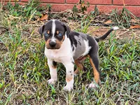 Axel , a male Catahoula Leopard Dog for sale in Muldrow, OK – 3 of 6