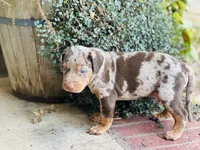 Comanche , a male Catahoula Leopard Dog for sale in Muldrow, OK – 1 of 9