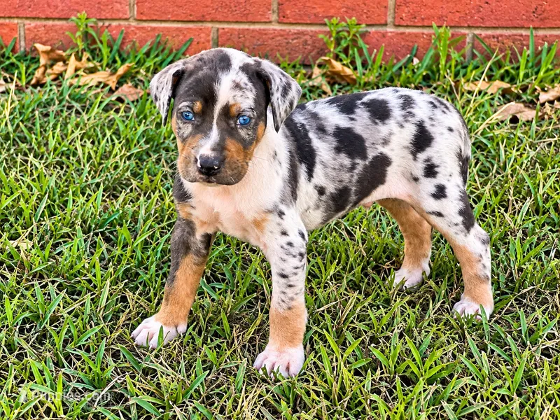 Maverick – Catahoula Leopard Dog puppy for sale in Muldrow, OK