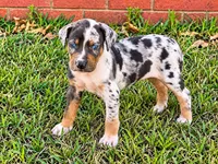 Maverick, a male Catahoula Leopard Dog for sale in Muldrow, OK – 1 of 6