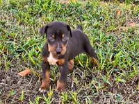 Brodie, a male Catahoula Leopard Dog for sale in Muldrow, OK – 6 of 6