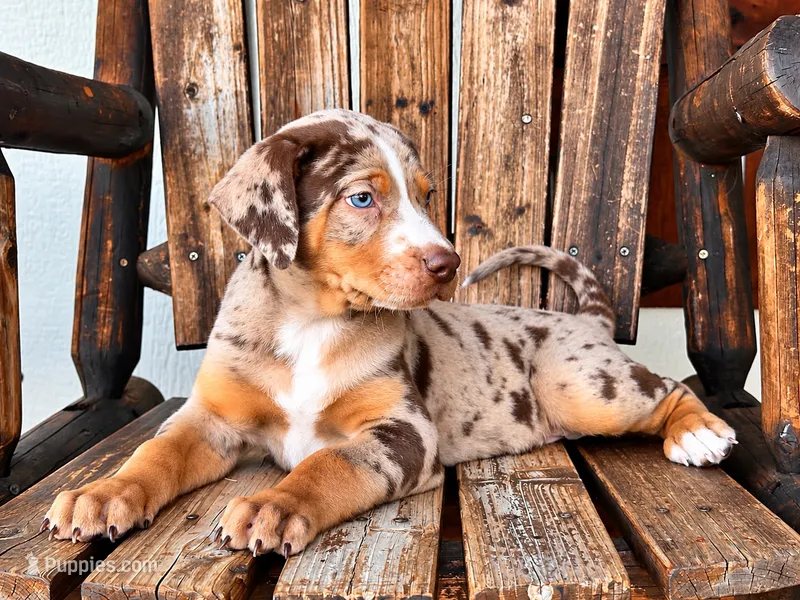 Apache – Catahoula Leopard Dog puppy for sale in Muldrow, OK