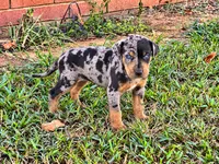 Shiloh-HOLD, a female Catahoula Leopard Dog for sale in Muldrow, OK – 4 of 6