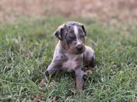 Boss, a male Catahoula Leopard Dog for sale in Muldrow, OK – 4 of 8