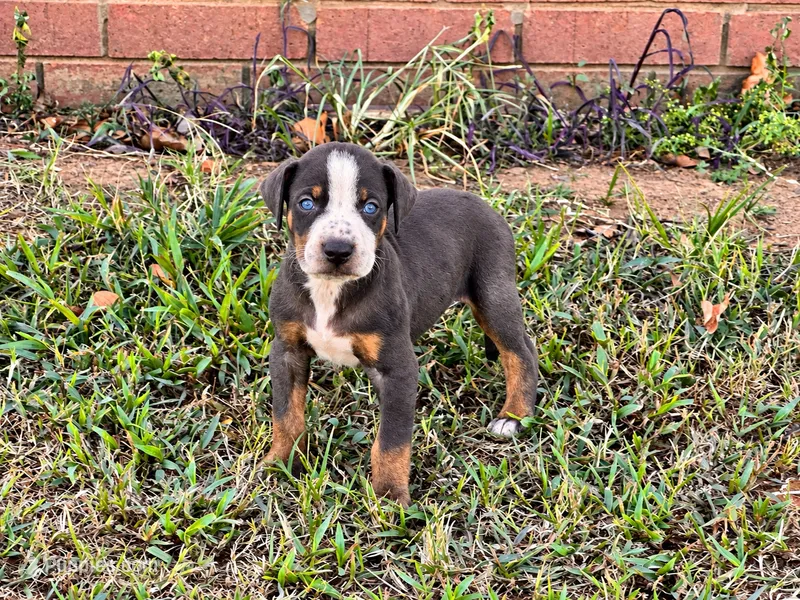Rebel – Catahoula Leopard Dog puppy for sale in Muldrow, OK