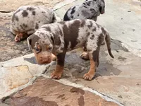 Comanche , a male Catahoula Leopard Dog for sale in Muldrow, OK – 8 of 9