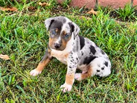 Maverick, a male Catahoula Leopard Dog for sale in Muldrow, OK – 4 of 6