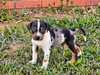 Axel , a male Catahoula Leopard Dog for sale in Muldrow, OK – 1 of 6