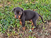 Brodie, a male Catahoula Leopard Dog for sale in Muldrow, OK – 4 of 6