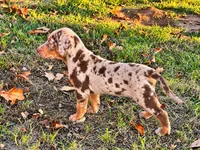 Apache, a male Catahoula Leopard Dog for sale in Muldrow, OK – 4 of 7