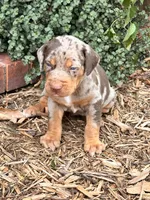 Comanche , a male Catahoula Leopard Dog for sale in Muldrow, OK – 7 of 9