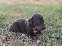 Breeze, a male Catahoula Leopard Dog for sale in Muldrow, OK – 4 of 7