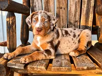 Apache, a male Catahoula Leopard Dog for sale in Muldrow, OK – 7 of 7