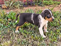 Axel , a male Catahoula Leopard Dog for sale in Muldrow, OK – 6 of 6
