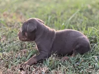 Breeze, a male Catahoula Leopard Dog for sale in Muldrow, OK – 6 of 7