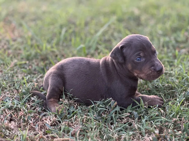 Breeze – Catahoula Leopard Dog puppy for sale in Muldrow, OK