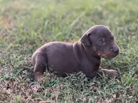 Breeze, a male Catahoula Leopard Dog for sale in Muldrow, OK – 1 of 7