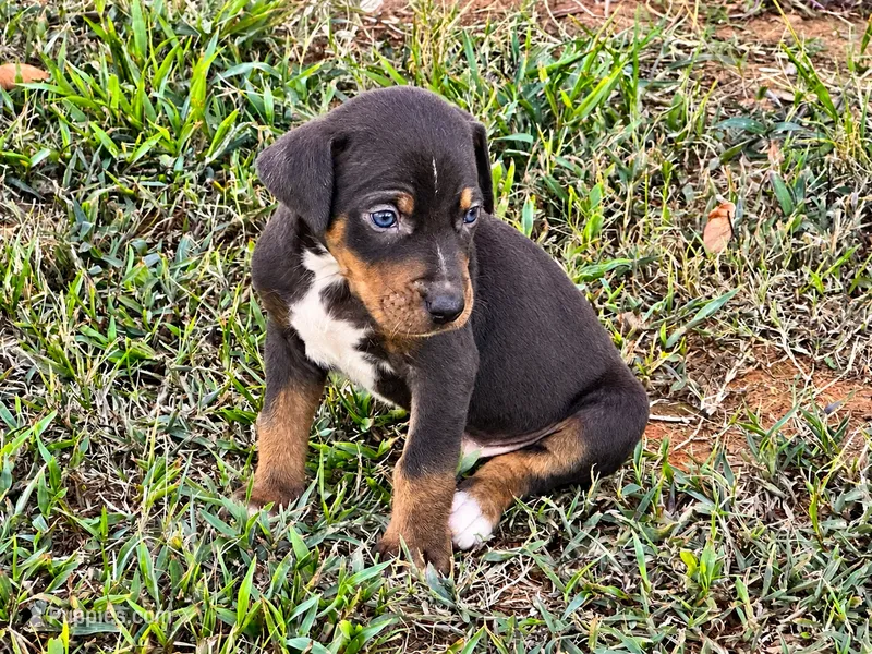 Brodie – Catahoula Leopard Dog puppy for sale in Muldrow, OK