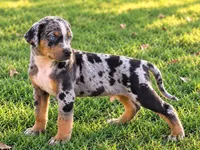 Boss-HOLD, a male Catahoula Leopard Dog for sale in Muldrow, OK – 5 of 5