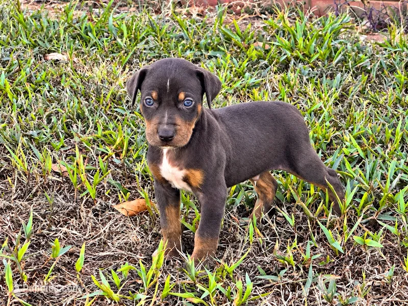 Brodie – Catahoula Leopard Dog puppy for sale in Muldrow, OK