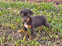 Brodie, a male Catahoula Leopard Dog for sale in Muldrow, OK – 1 of 6