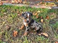 Boss-HOLD, a male Catahoula Leopard Dog for sale in Muldrow, OK – 2 of 5