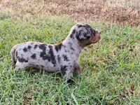 Boss, a male Catahoula Leopard Dog for sale in Muldrow, OK – 5 of 8