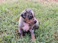 Boss, a male Catahoula Leopard Dog for sale in Muldrow, OK – 3 of 8