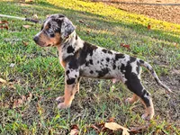 Boss-HOLD, a male Catahoula Leopard Dog for sale in Muldrow, OK – 4 of 5