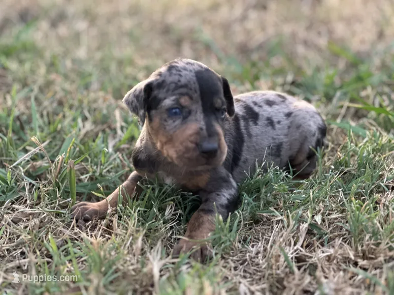 Shiloh  – Catahoula Leopard Dog puppy for sale in Muldrow, OK