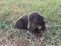 Breeze, a male Catahoula Leopard Dog for sale in Muldrow, OK – 2 of 7