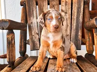 Apache, a male Catahoula Leopard Dog for sale in Muldrow, OK – 2 of 7