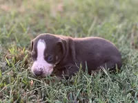 Rebel, a male Catahoula Leopard Dog for sale in Muldrow, OK – 4 of 6